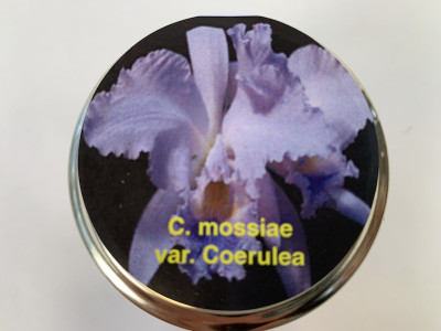 Cattleya mossiae 'coerulea' (im sterilen Glas)