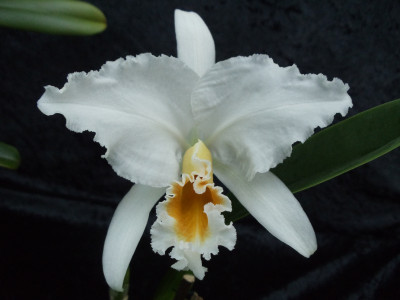 Cattleya percivalliana 'alba'