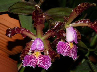 Cattleya schilleriana