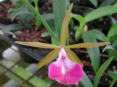 Brassocattleya Star Ruby 'Foxcroft' HCC/AOS