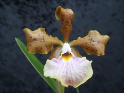 Cattleya velutina