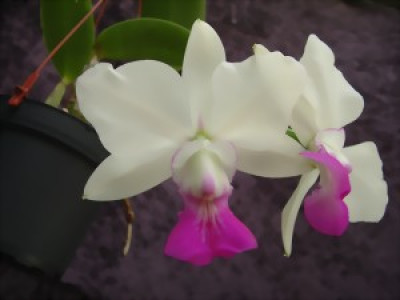 Cattleya walkeriana 'semi-alba'