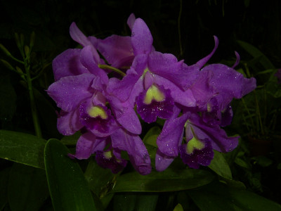 Cattleya Wendlandiana