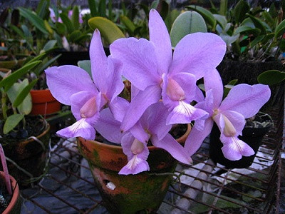 Cattleya nobilior 'coerulea'