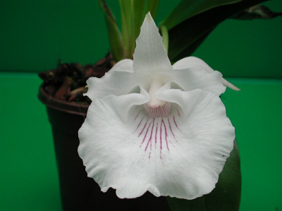 Cochleanthes amazonica