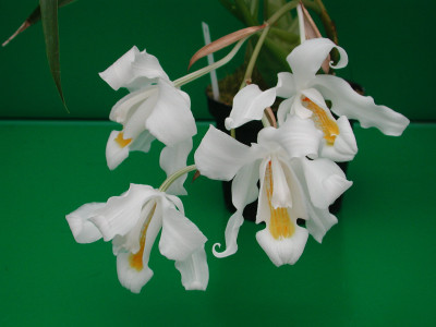 Coelogyne cristata 'citrina' (1-2 Rispen)