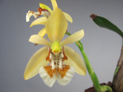 Coelogyne lentiginosa