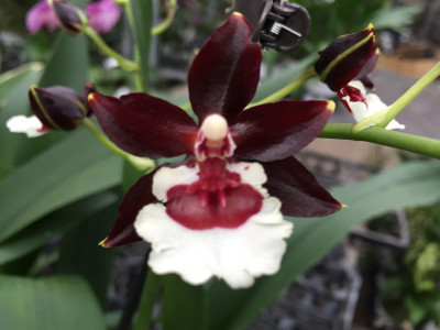 Colmanara Tropic Black (Jgpfl.)