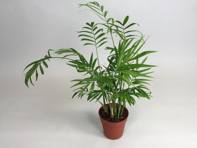 Dypsis lutescens (Goldfruchtpalme) 9 cm Topf