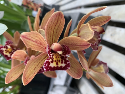 Cymbidium Indian Summer