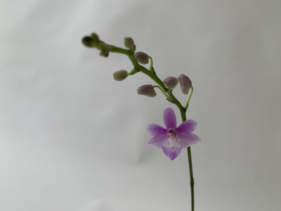 Doritis pulcherrima 'coerulea' x Phal. lindenii