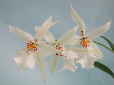 Degamoara Winter Wonderland 'White Fairy'