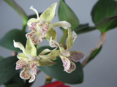 Dendrobium abberans x polysema