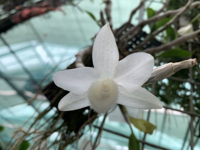 Dendrobium aphyllum 'album'