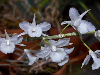 Dendrobium aphyllum 'album'