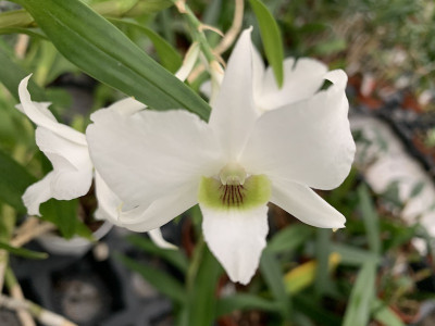 Dendrobium dearai