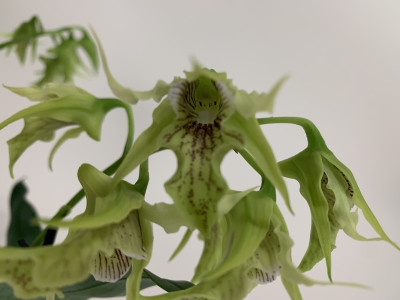 Dendrobium hodgkinsonii