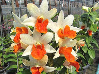 Dendrobium Hsinying 'Frosty Maree'