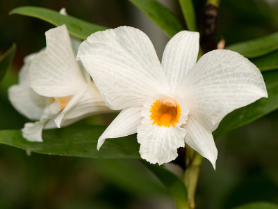 Dendrobium infundibulum