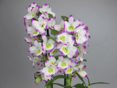 Dendrobium Irene Smile (2 Stiele)