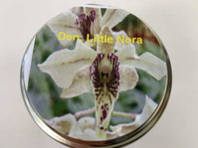 Dendrobium Little Nora (im sterilen Glas)