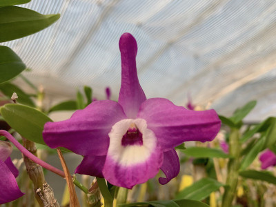 Dendrobium Nagase Mini-Purple