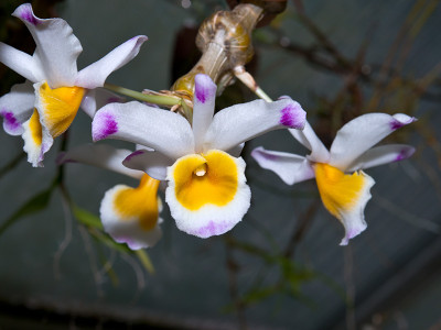 Dendrobium pendulum