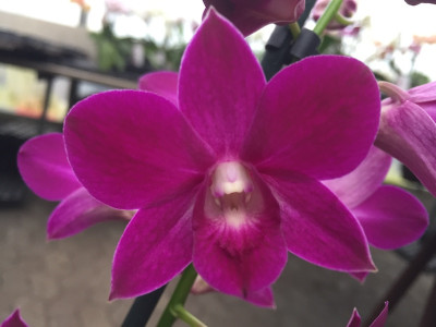 Dendrobium Sa-Nook 'Purple Happiness' (1 Rispe)