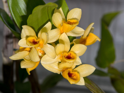 Dendrobium sulcatum