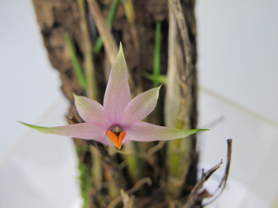 Dendrobium violaceum