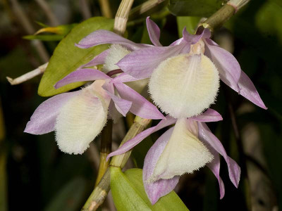 Dendrobium aphyllum