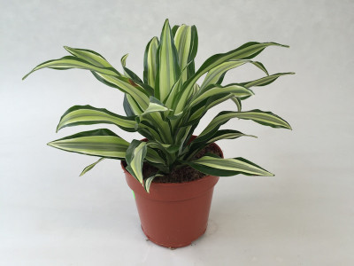 Dracaena deremensis