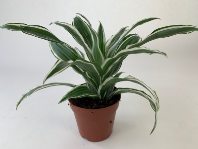 Dracaena fragrans 'White Jewel'