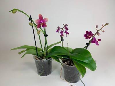 Duft-Phalaenopsis Sortiment (2 versch. Duft-Phal.)