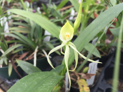 Encyclia cochleata 'alba'