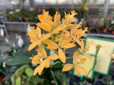 Epidendrum Ballerina 'Yellow' (1-2 Stiele)