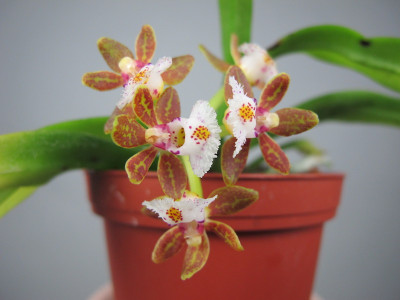 Gastrochilus acutifolius