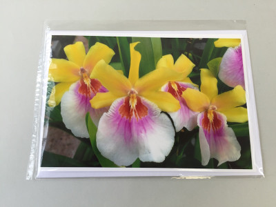 Grußkarte "Miltonia-Blüte" (Klappkarte inkl. Umschlag)
