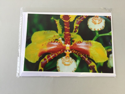 Grußkarte "Rossioglossum-Blüte" (Klappkarte inkl. Umschlag)