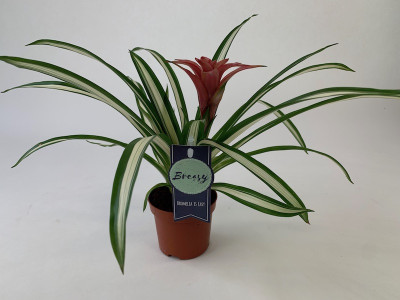 Guzmania Sue Anne