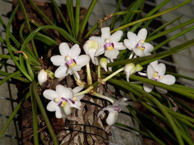 Holcoglossum rupestre