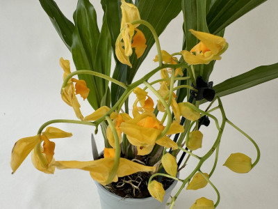 Gongora galeata 'alba'