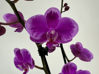 Phalaenopsis Little Purple 'Splash' (2 Rispen)