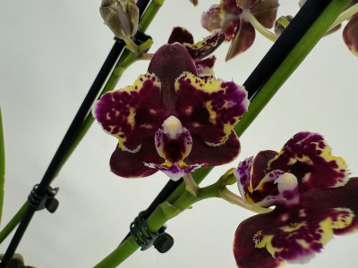 Phalaenopsis Banana Chocolate 'Peloric' (2 Rispen)