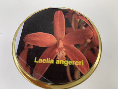 Laelia angereri (im sterilen Glas)