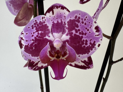 Phalaenopsis Magic Molly (2 Rispen)