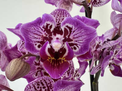 Phalaenopsis Blueberry Ice Cream 'Peloric' (2 Rispen)