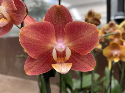 Phalaenopsis Horizon (2 Rispen)