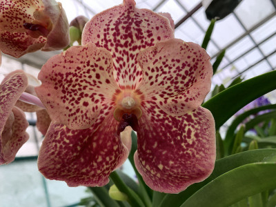 Vanda Leopard Coral (in Blüte/Knospe)