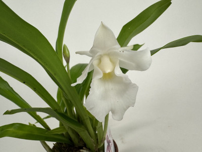 Cochleanthes Snowflake